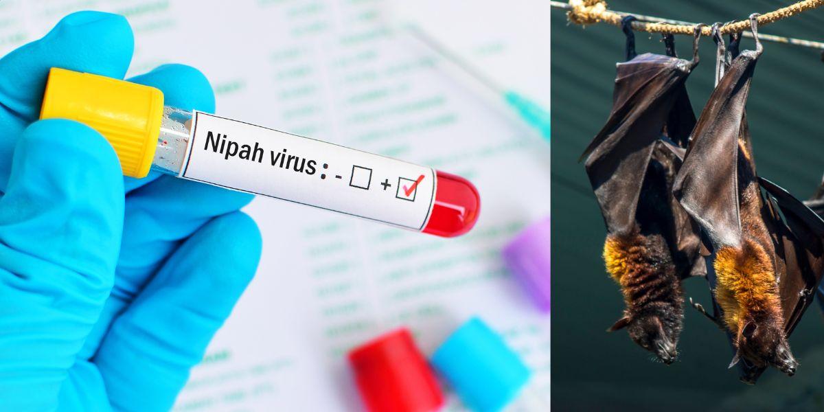 Why Is Nipah Virus In News?