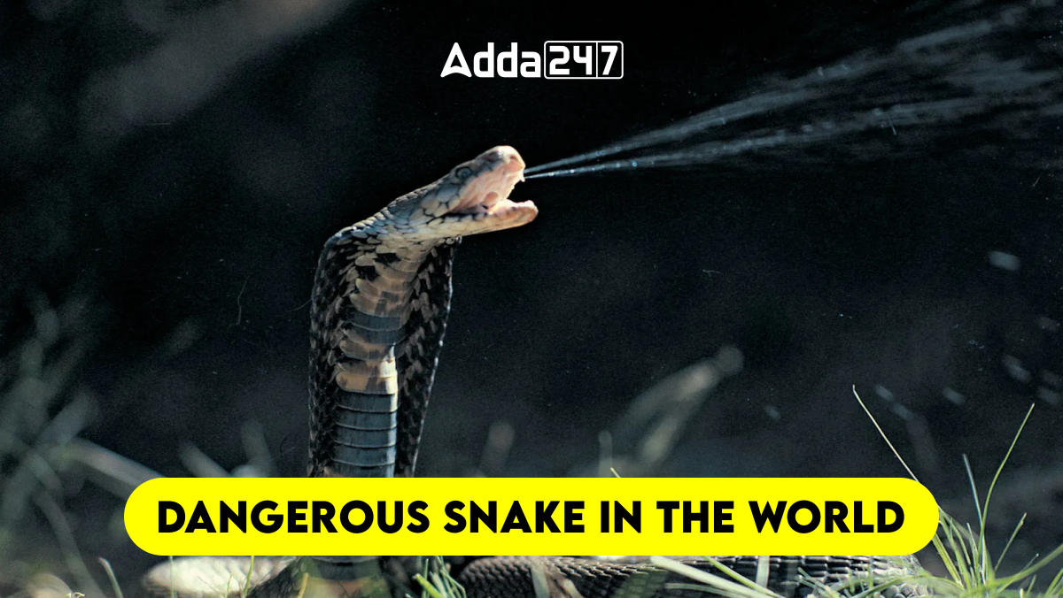 Dangerous Snake in the World