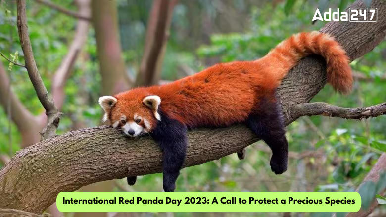 International Red Panda Day 2023: A Call to Protect a Precious Species