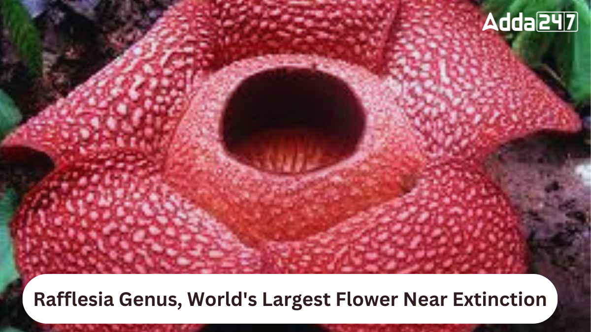 Rafflesia Genus, World's Largest Flower Near Extinction