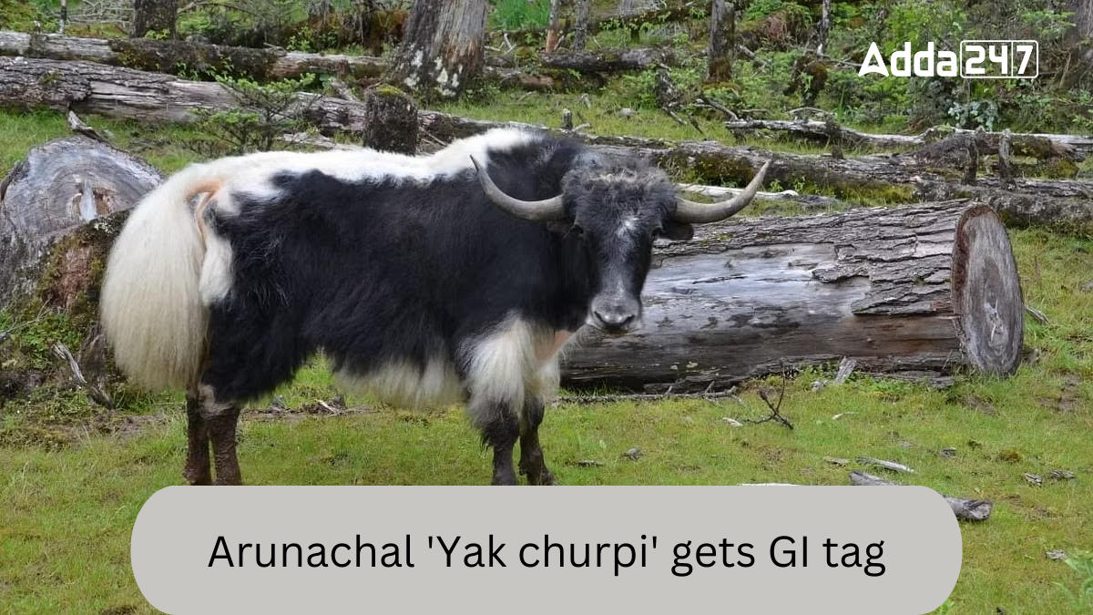 Arunachal Pradesh's Yak Churpi' Receives GI Tag