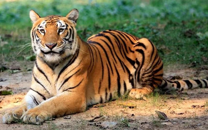 Arunachal Cabinet approves formation of Special Tiger Protection Force For 3 Tiger Reserves