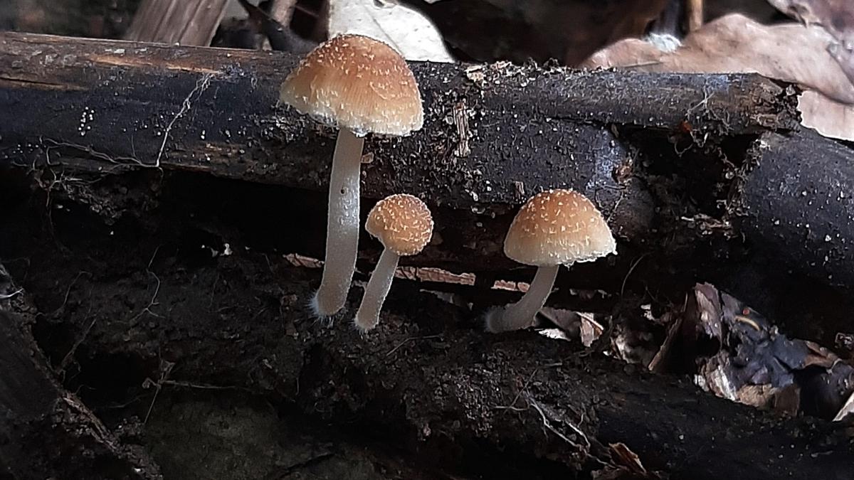 New Mushroom Species Discovered in Western Ghats