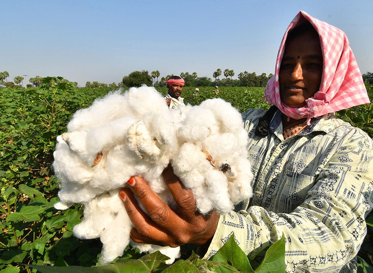 Cotton Production Expected to Decline by 6% This Year