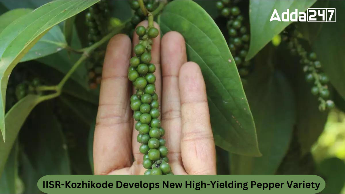 IISR-Kozhikode Develops New High-Yielding Pepper Variety