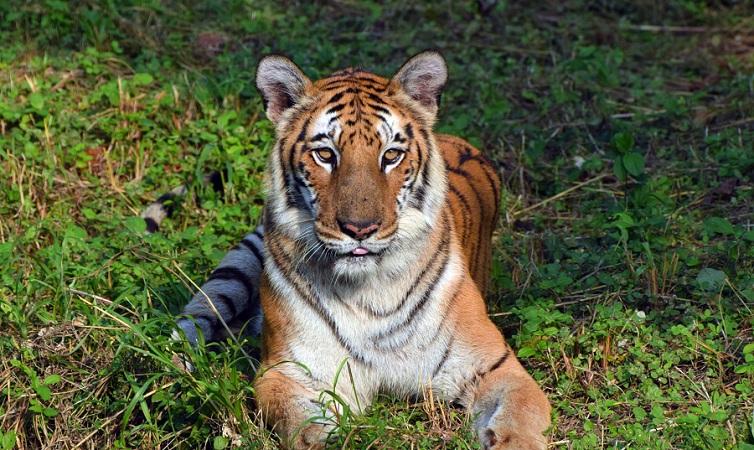 India Sees 112 Deaths In 2022 Due To Tiger Attacks