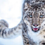 Kyrgyzstan Declares Snow Leopard As National Symbol