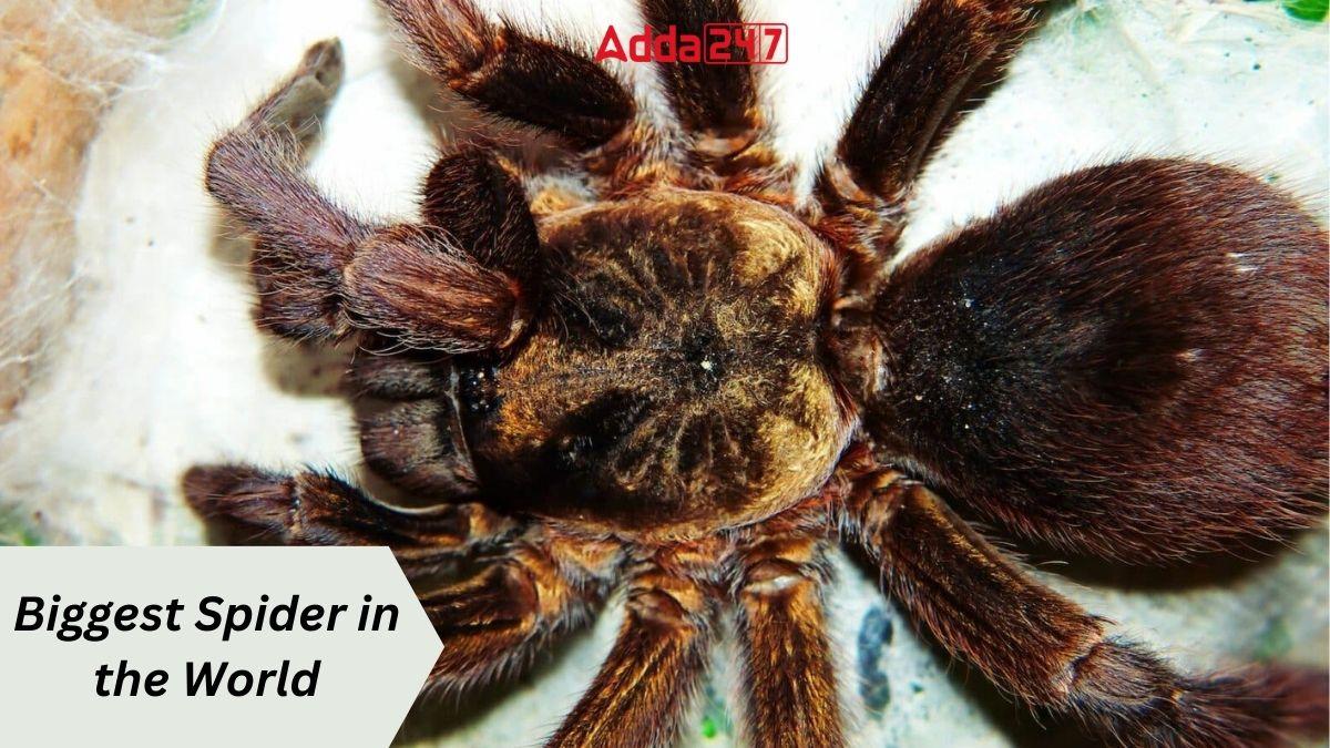 Biggest Spider in the World