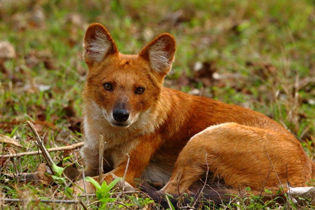 Maharashtra Creates New Safe Haven for Endangered Canids and Diverse Wildlife