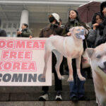 South Korea Bans Trade Of Dog Meat In New Law