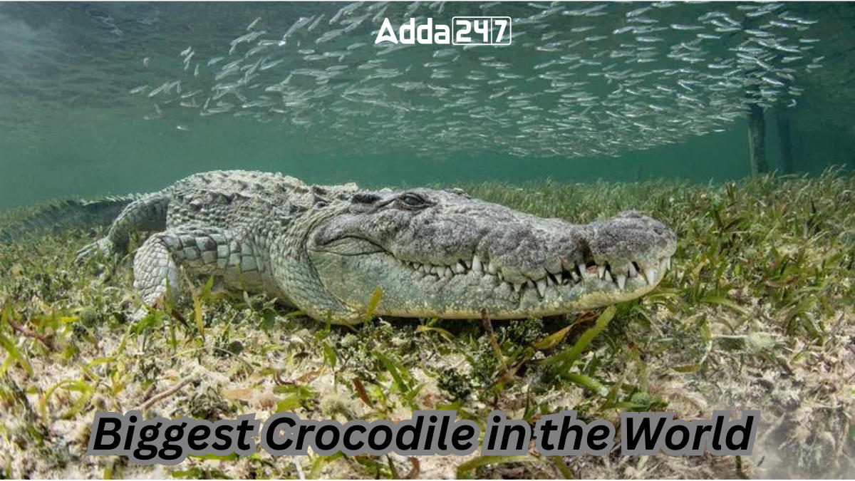 Biggest Crocodile in the World