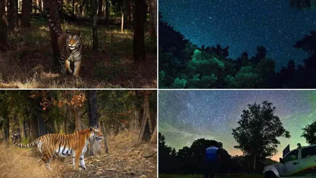 Maharashtra's Pench Tiger Reserve Achieves Milestone as India's First Dark Sky Park