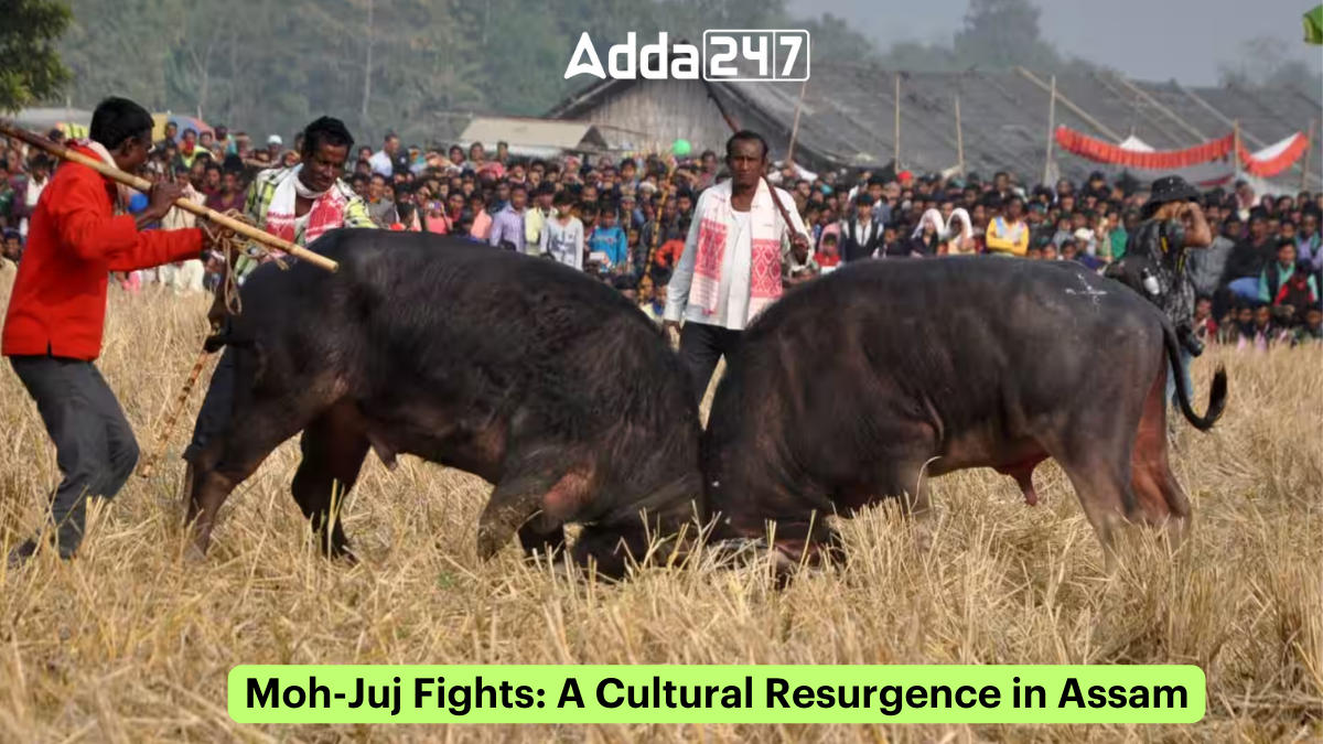 Moh-Juj Fights: A Cultural Resurgence in Assam