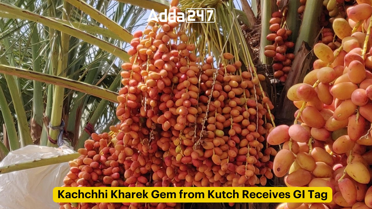 Kachchhi Kharek Gem from Kutch Receives GI Tag