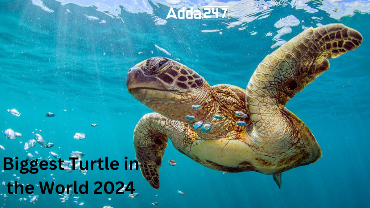Biggest Turtle in the World 2024
