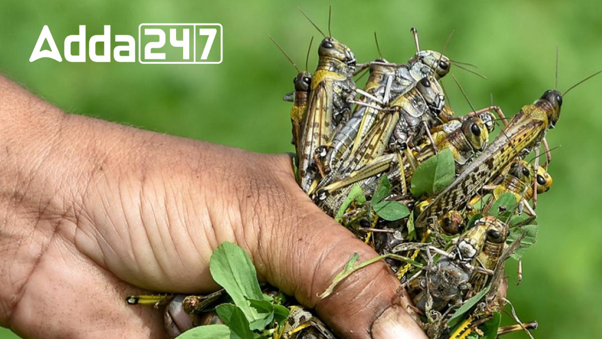 India Aids Afghanistan With 40,000 Liters Of Malathion Against Locust Threat