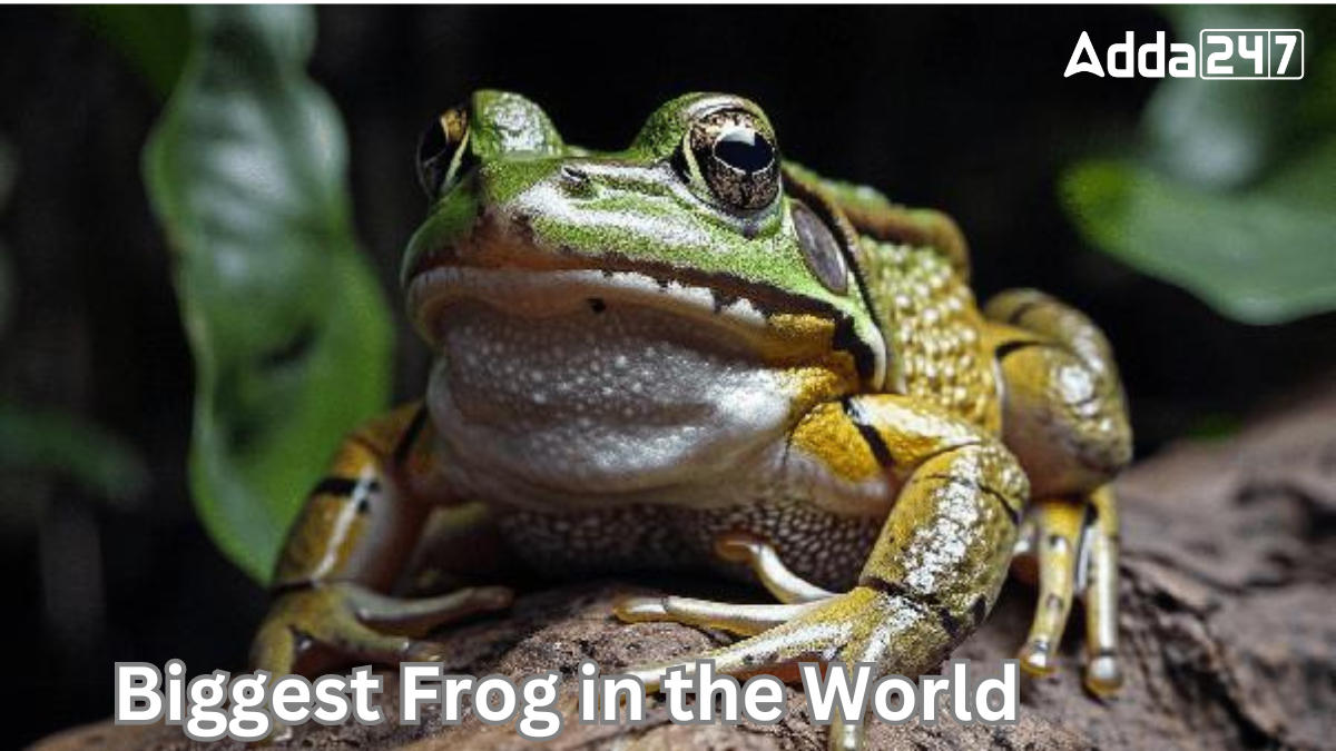 Biggest Frog in the World