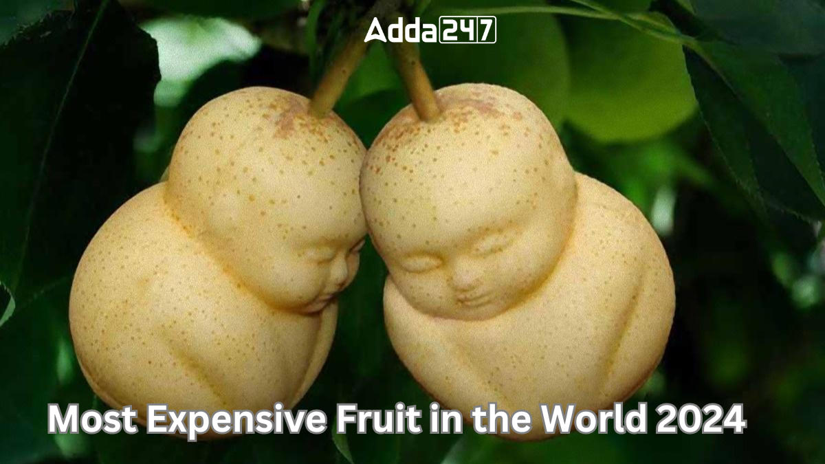 Most Expensive Fruit in the World 2024