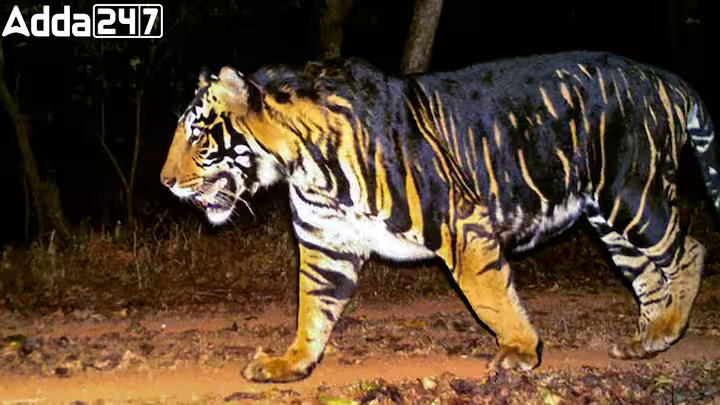 World's First 'Black Tiger Safari': Odisha's CM Naveen Patnaik Announces