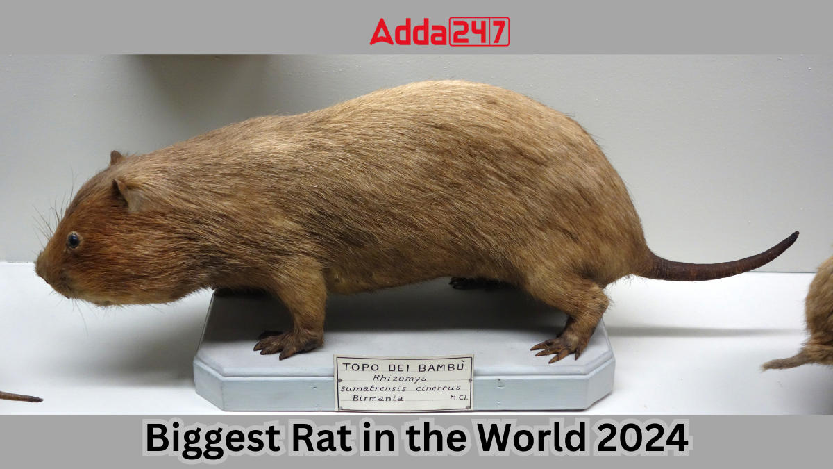 Biggest Rat in the World 2024