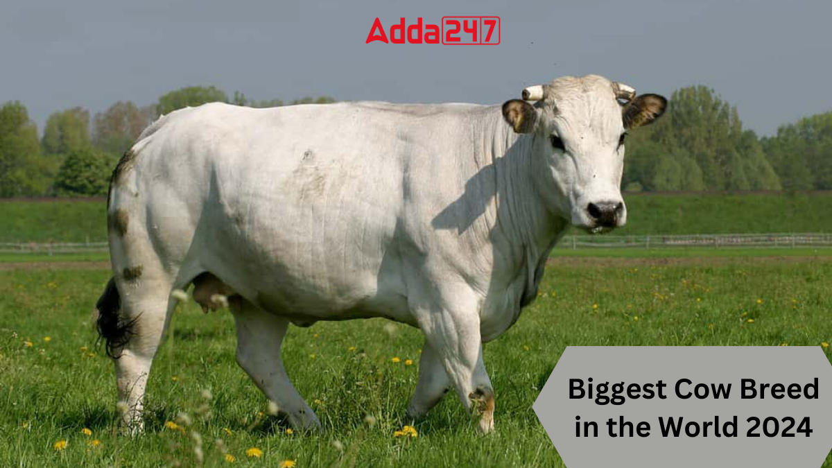 Biggest Cow Breed in the World 2024