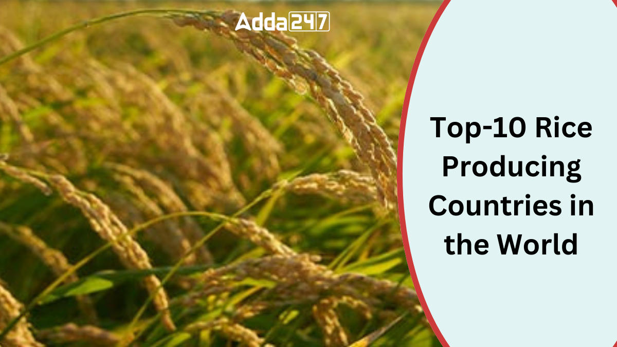 Top-10 Rice Producing Countries in the World