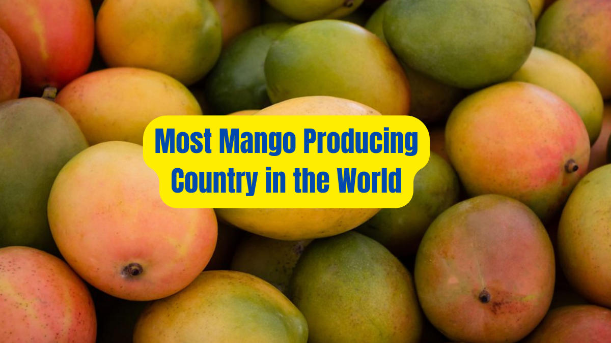 Most Mango Producing Country in the World 2024