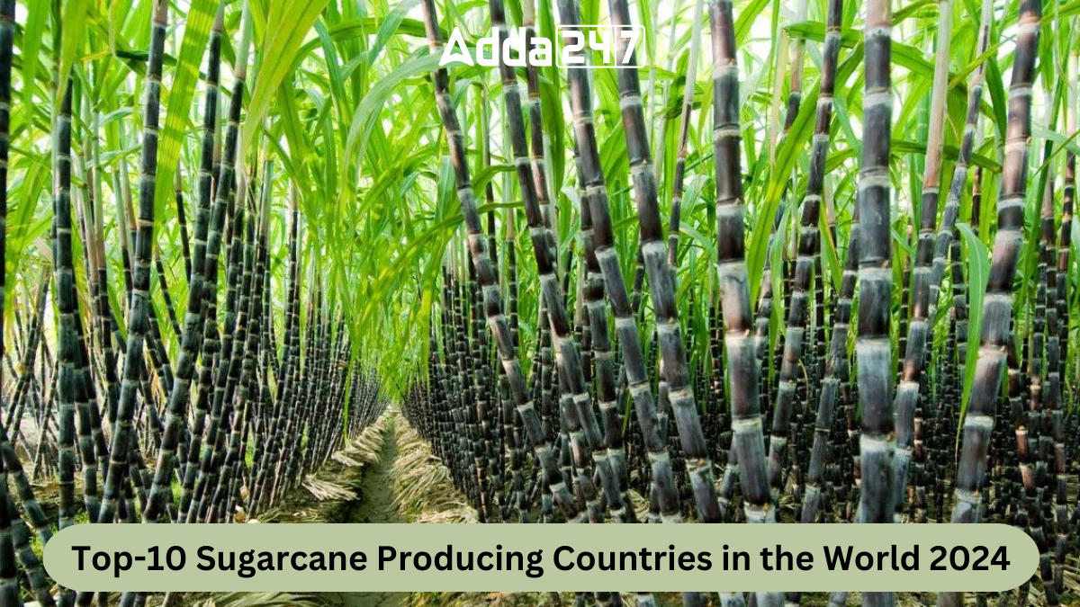 Top-10 Sugarcane Producing Countries in the World 2024