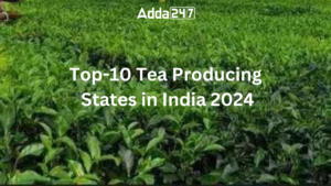 Top-10 Tea Producing States in India 2024