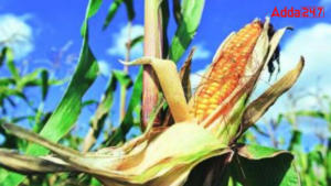 Top-10 Corn Producing Countries in the World 2024