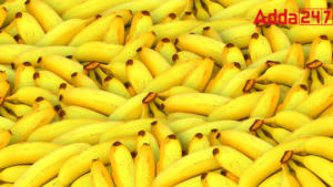 Top-10 Banana Producing Countries in the World  2024