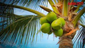 Top-10 Coconut Producing Countries in the World 2024