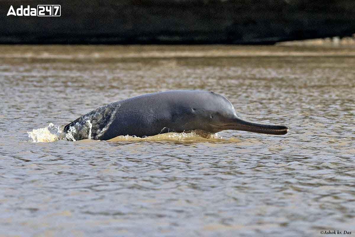 Over 4000 Gangetic Dolphins in India: Indian Wildlife Institute