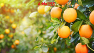 Which District of Uttar Pradesh is Known as “The Orange City”?