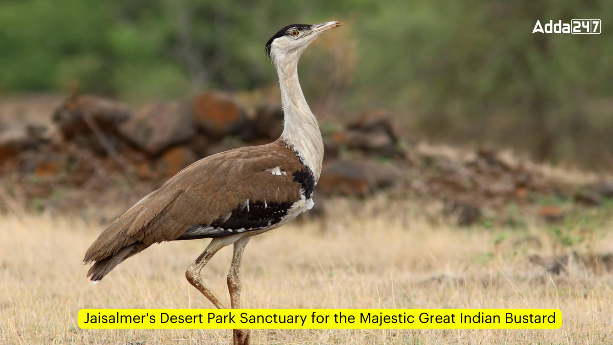 Jaisalmer's Desert Park Sanctuary for the Majestic Great Indian Bustard