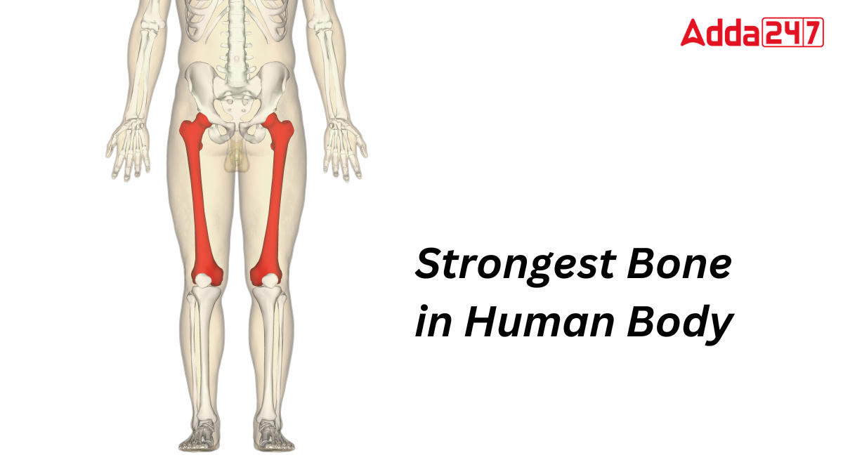 Strongest Bone in Human Body