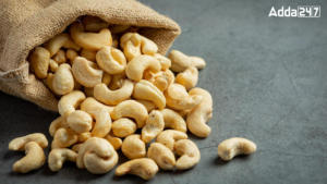 Most Cashew Producing Country in the World