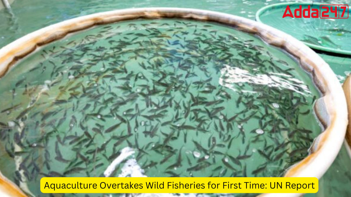 Aquaculture Overtakes Wild Fisheries for First Time: UN Report