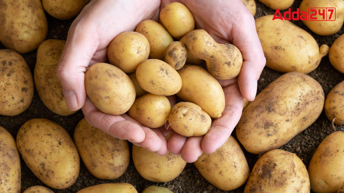 Largest Potato Producing Indian State