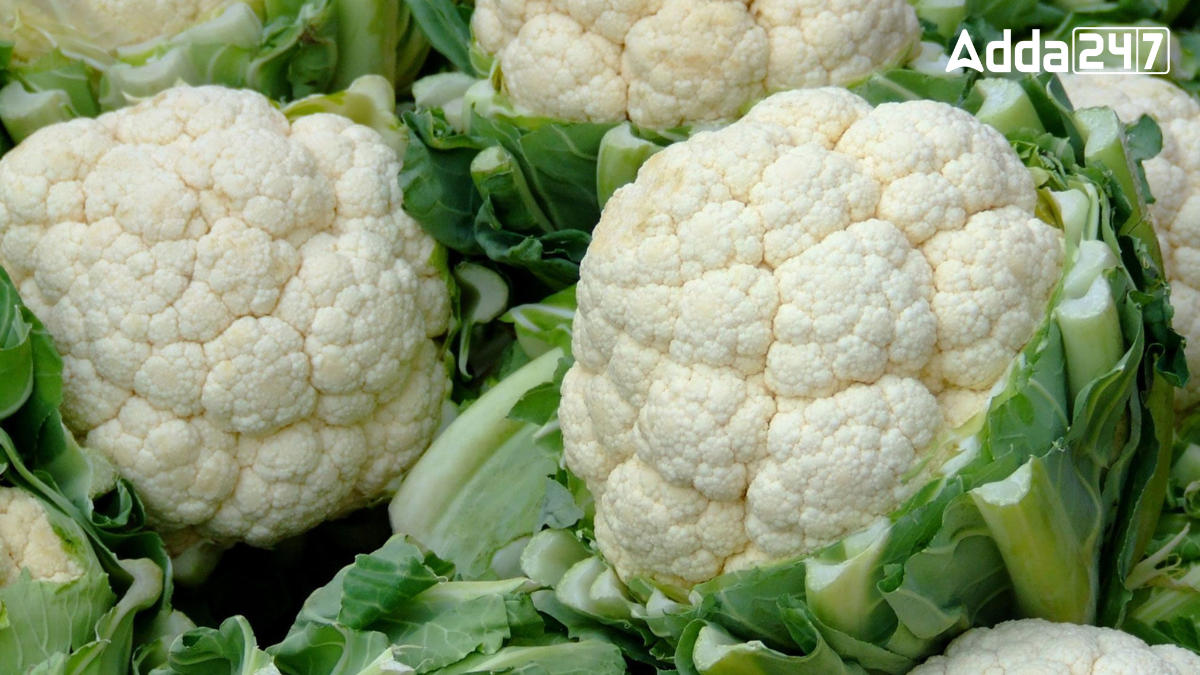Largest Cauliflower Producing State in India
