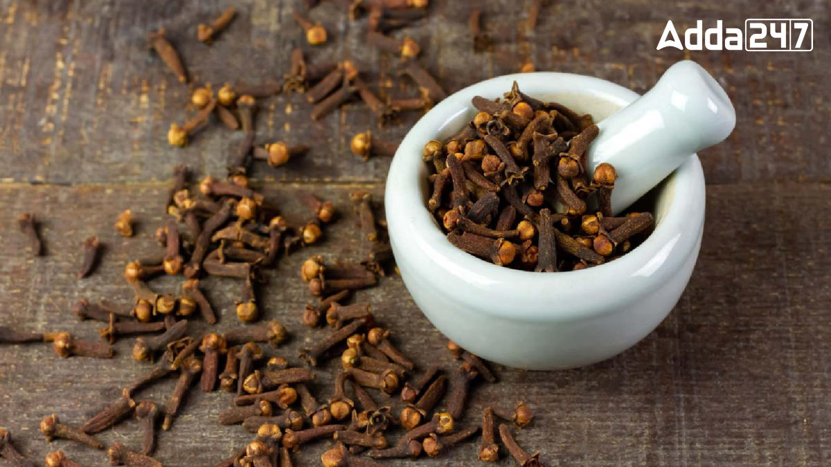 City of Cloves in India