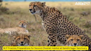 M.P Finalizes Preparations for Second Cheetah Habitat at Gandhi Sagar Sanctuary