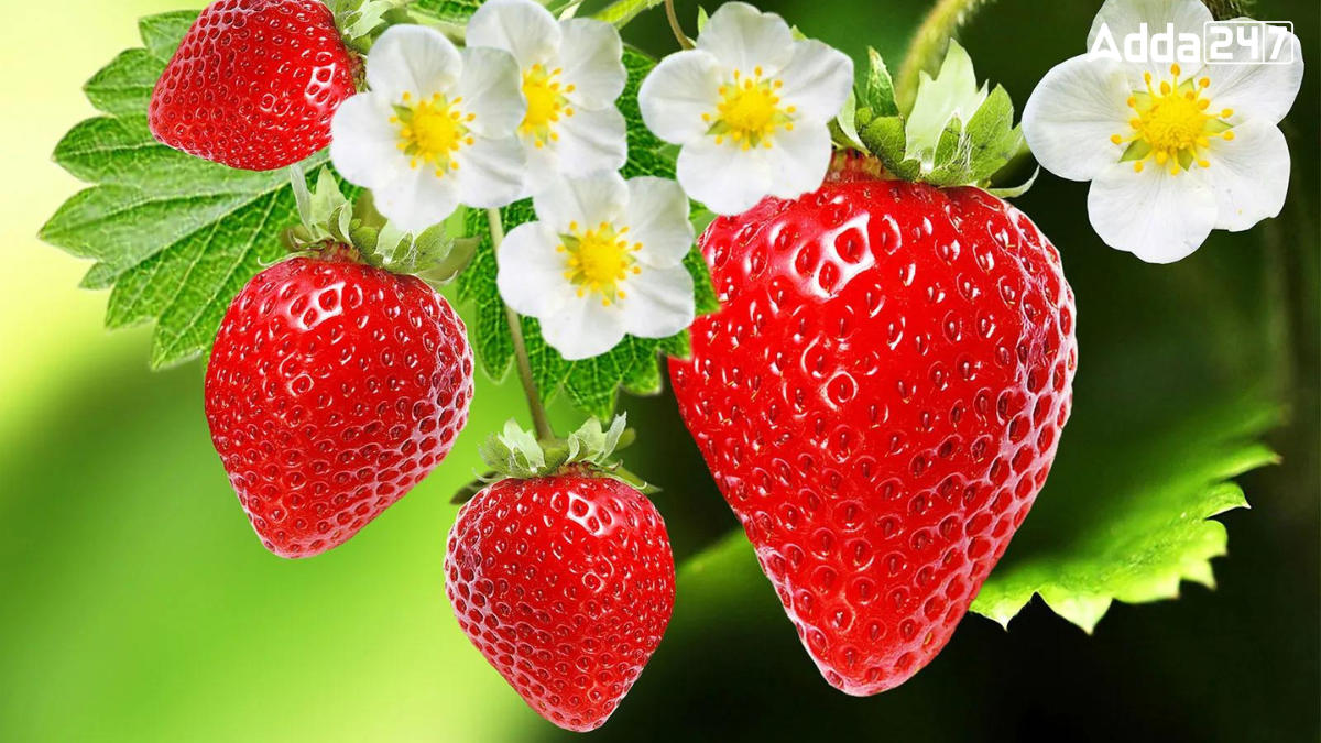 Most Strawberry Exporting Country in the World