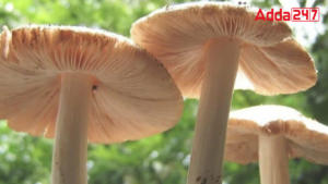 Largest Mushroom Producing State in India