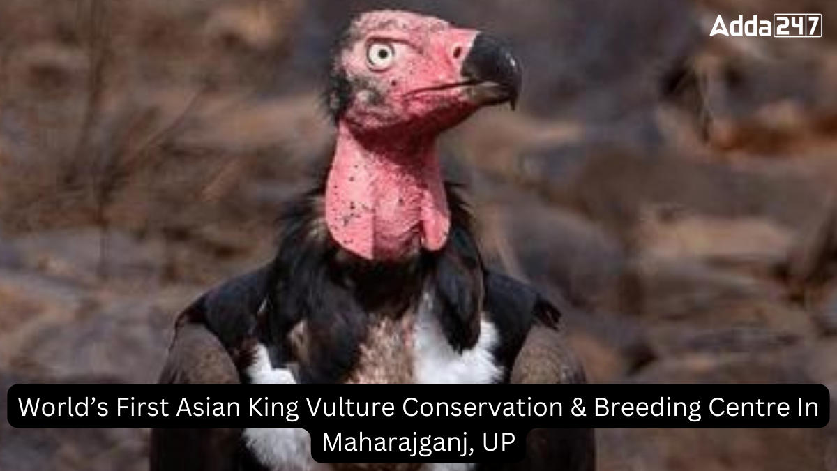 World’s First Asian King Vulture Conservation & Breeding Centre In Maharajganj, UP