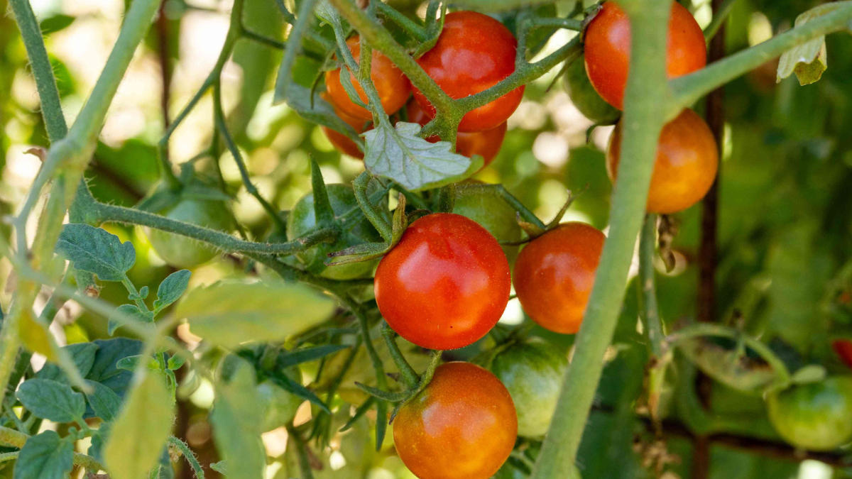 Largest Tomato Producing State in India