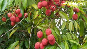 Most Litchi Exporting Country in the World