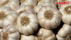 Largest Garlic Producing State in India