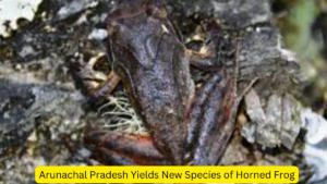 Arunachal Pradesh Yields New Species of Horned Frog