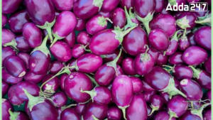 Largest Brinjal Producing State in India